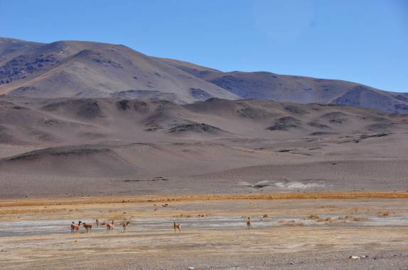 Observando Vicunhas, animal comum na paisagem da estrada para o Paso de San Francisco, entre Argentina e Chile